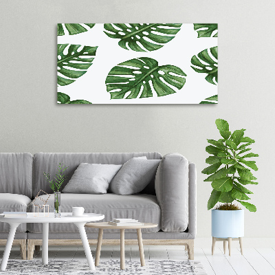 Fotobild Monstera