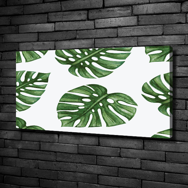 Fotobild Monstera