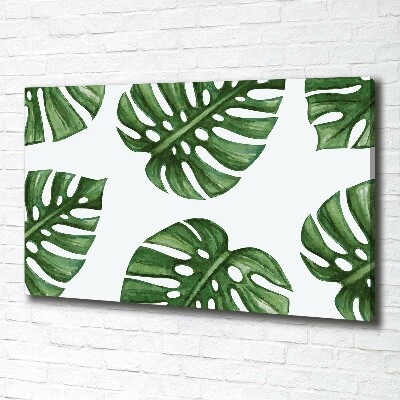 Fotobild Monstera