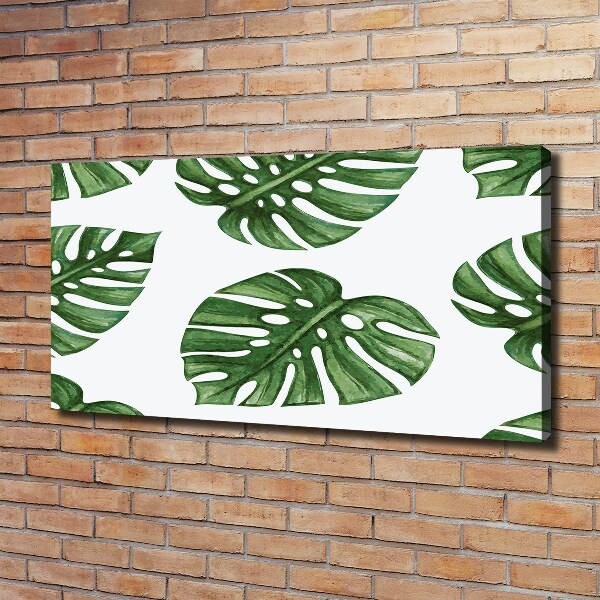 Fotobild Monstera