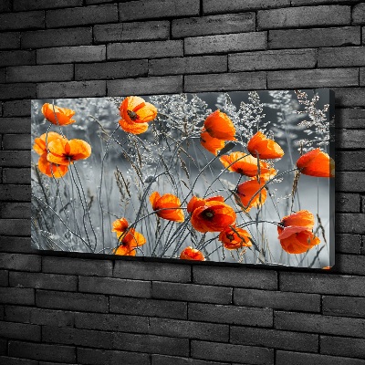 Bild auf leinwand Feldmohn