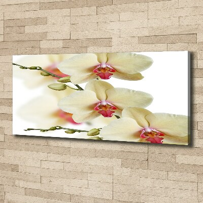 Fotobild Orchidee