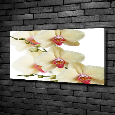 Fotobild Orchidee