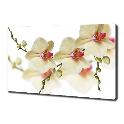Fotobild Orchidee
