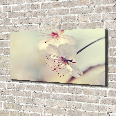 Fotobild Kirschblüte