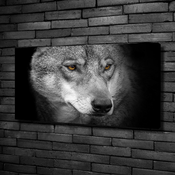 Fotobild Wolf