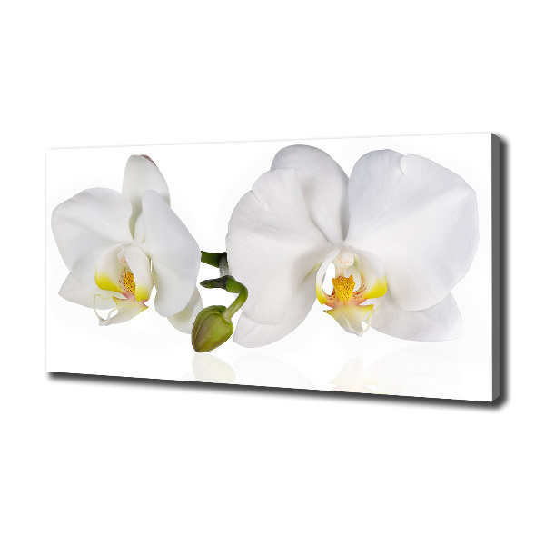 Fotobild Orchidee
