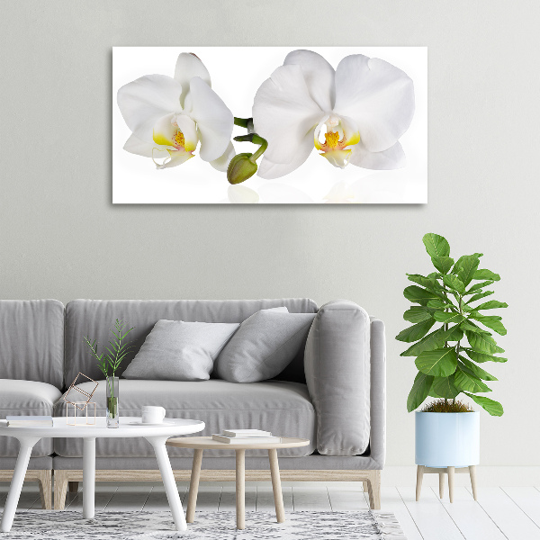 Fotobild Orchidee