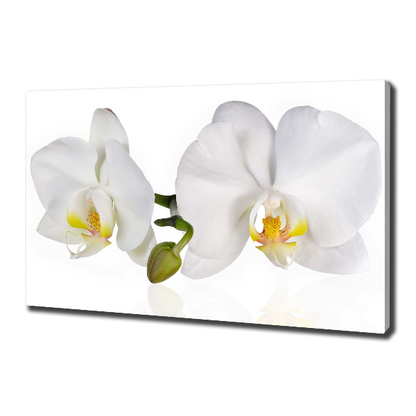 Fotobild Orchidee