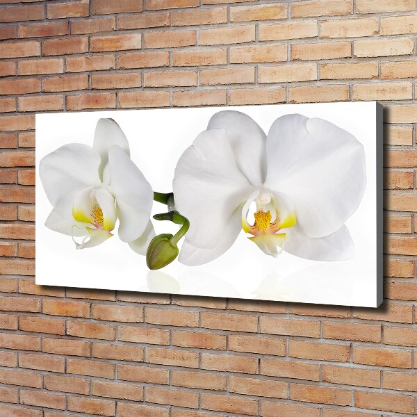Fotobild Orchidee