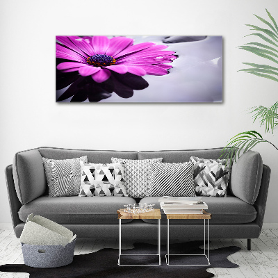 Bild auf leinwand Gerbera
