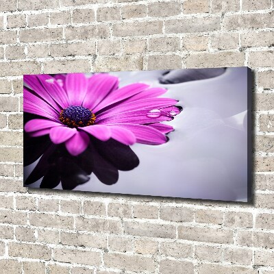 Bild auf leinwand Gerbera