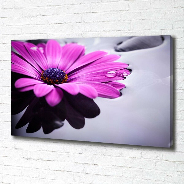 Bild auf leinwand Gerbera