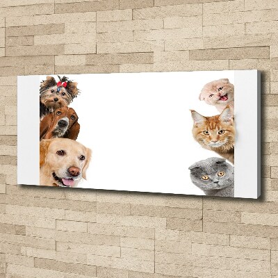 Bild auf leinwand Hunde und Katzen