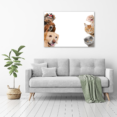 Bild auf leinwand Hunde und Katzen