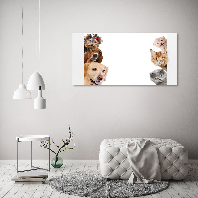 Bild auf leinwand Hunde und Katzen