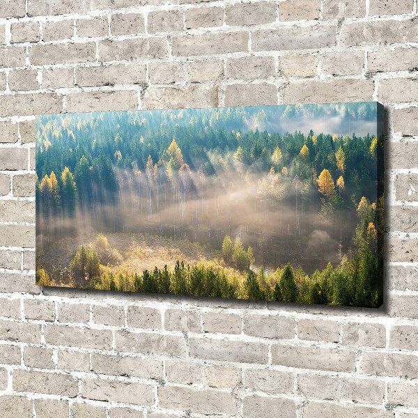 Bild auf leinwand Nebel im Wald