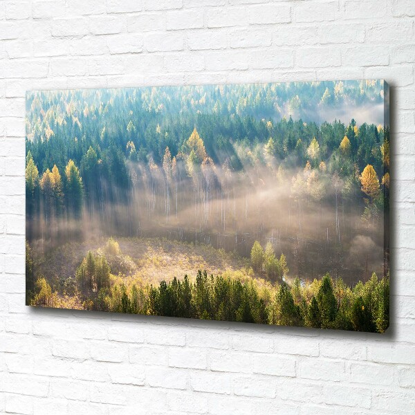 Bild auf leinwand Nebel im Wald
