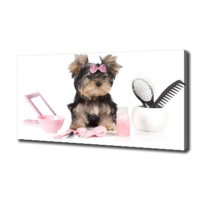 Fotobild Yorkshire Kosmetik