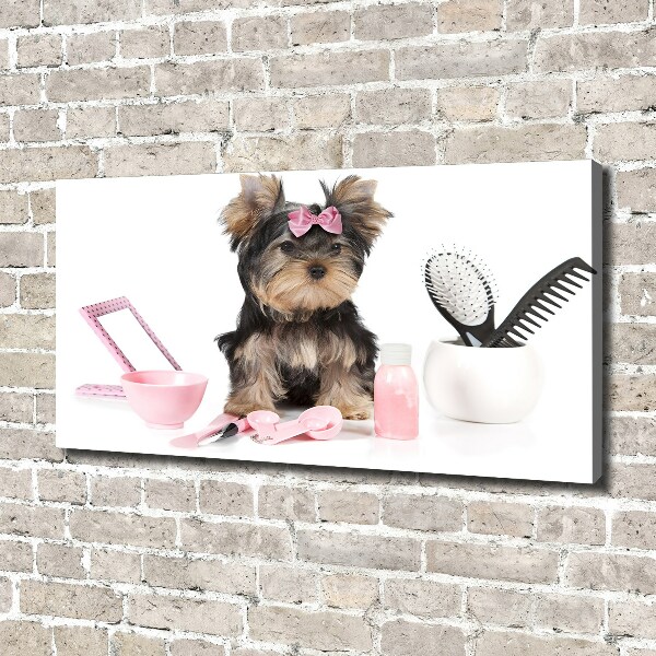 Fotobild Yorkshire Kosmetik