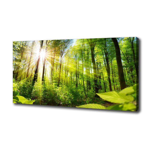 Wandbild Wald in der Sonne