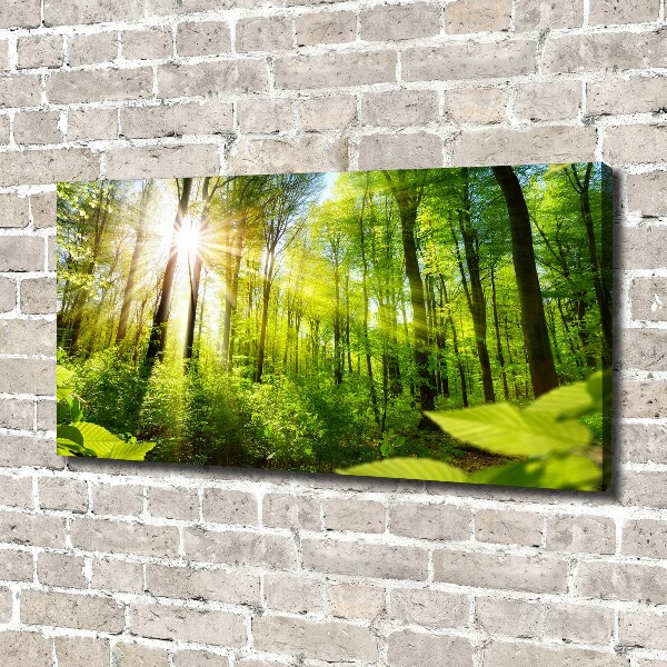 Wandbild Wald in der Sonne