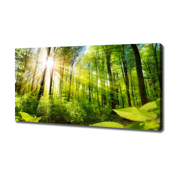 Wandbild Wald in der Sonne