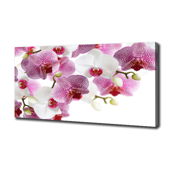 Bild auf leinwand Orchidee