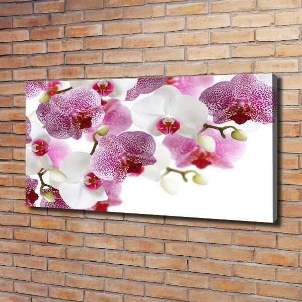 Bild auf leinwand Orchidee