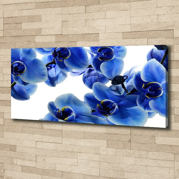 Fotobild Blaue Orchidee