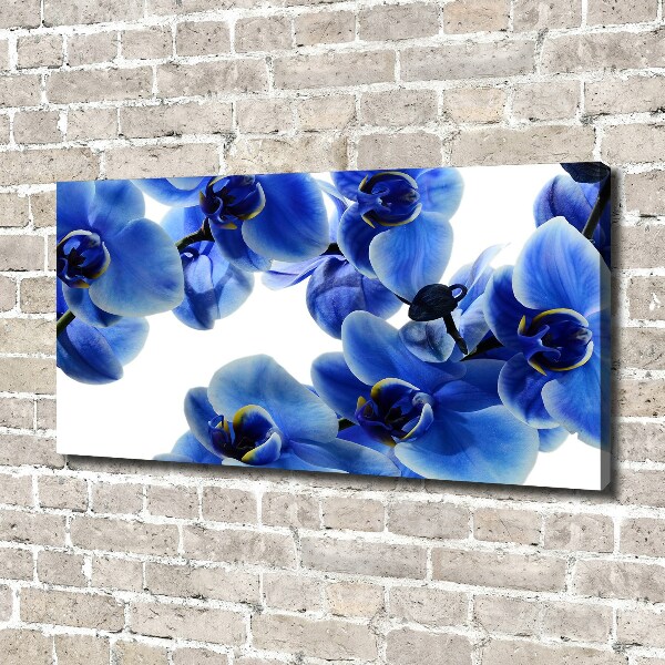 Fotobild Blaue Orchidee