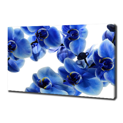 Fotobild Blaue Orchidee