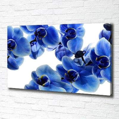 Fotobild Blaue Orchidee