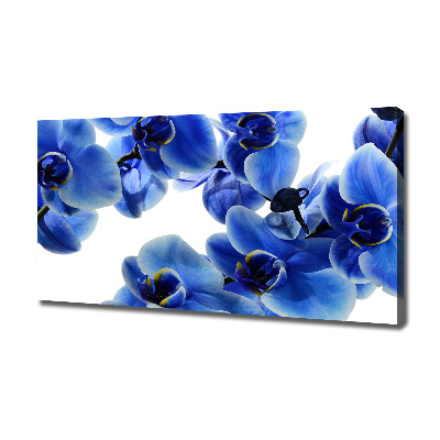Fotobild Blaue Orchidee
