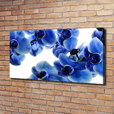 Fotobild Blaue Orchidee