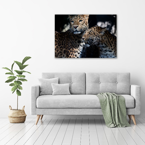 Fotobild Zwei Leoparden
