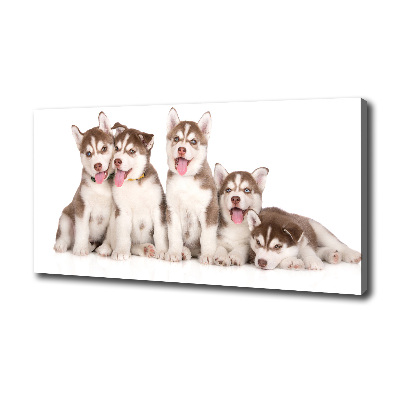 Bild auf leinwand Husky-Welpen