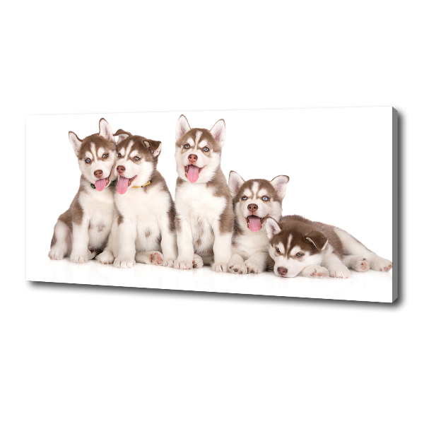 Bild auf leinwand Husky-Welpen