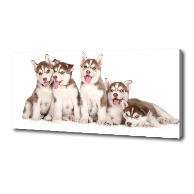 Bild auf leinwand Husky-Welpen