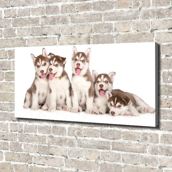Bild auf leinwand Husky-Welpen