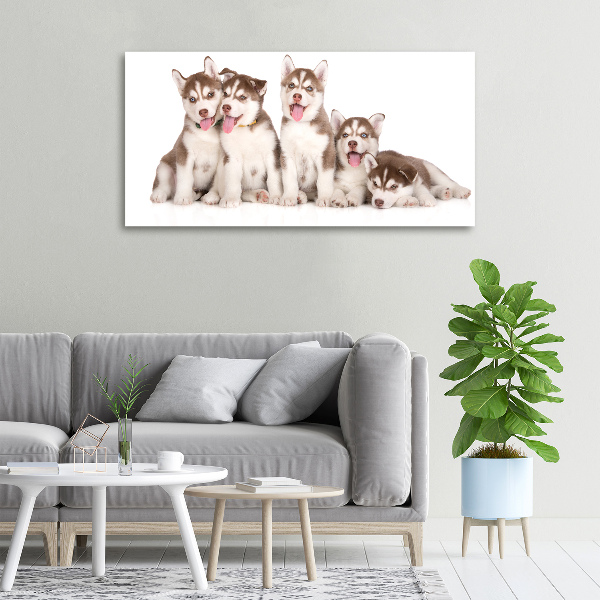 Bild auf leinwand Husky-Welpen