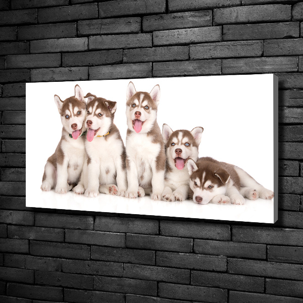 Bild auf leinwand Husky-Welpen