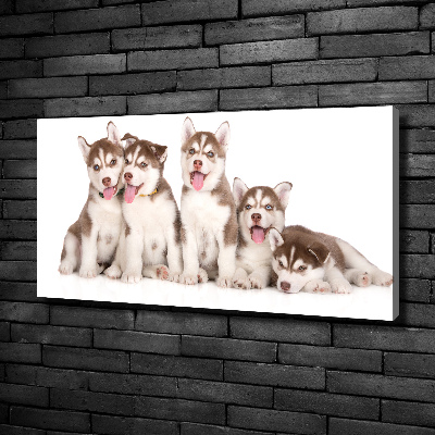 Bild auf leinwand Husky-Welpen