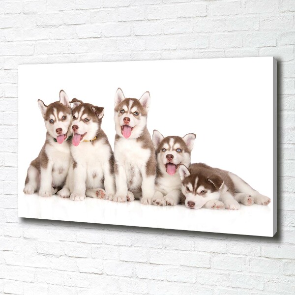 Bild auf leinwand Husky-Welpen