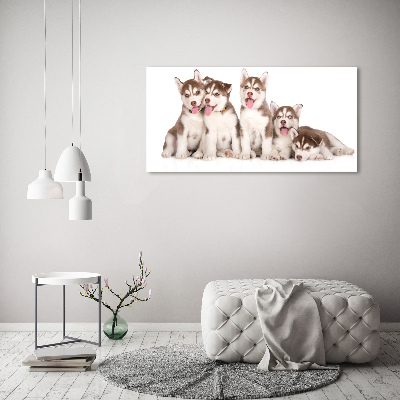 Bild auf leinwand Husky-Welpen