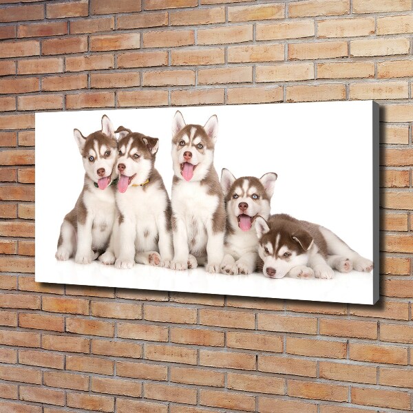 Bild auf leinwand Husky-Welpen