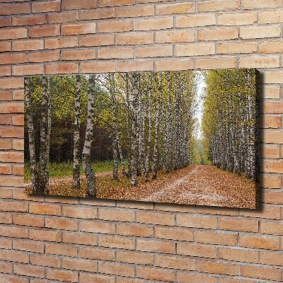 Bild auf leinwand Birkenallee