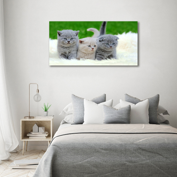 Fotobild Drei Katzen auf einer Decke