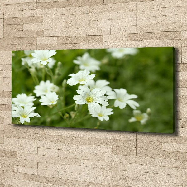 Bild auf leinwand Frühlingsblumen
