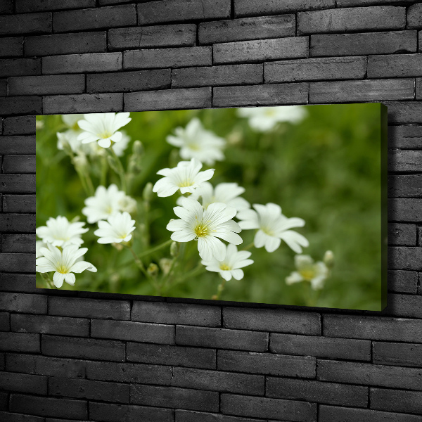 Bild auf leinwand Frühlingsblumen